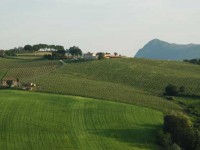 CASALFARNETO-vigneti (1) CASALFARNETO-vigneti (1)